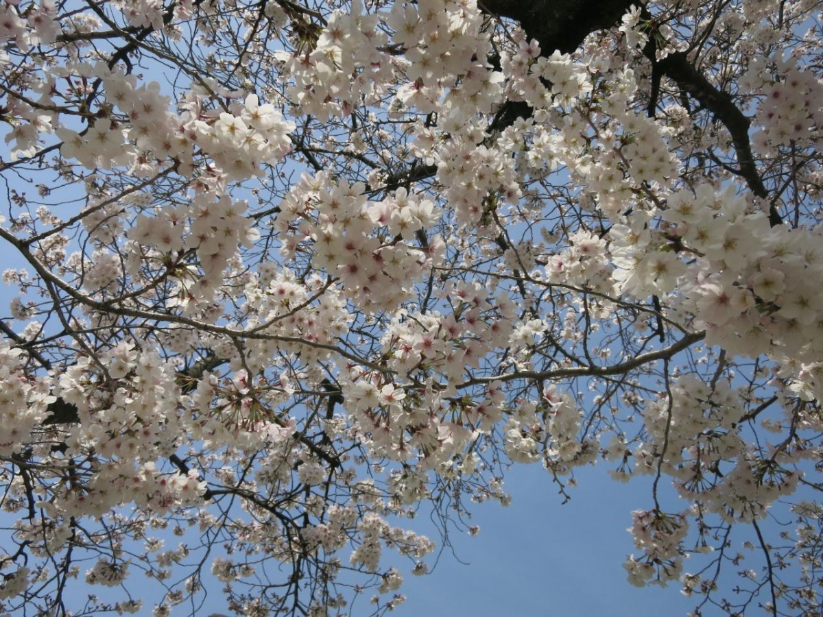 満開の桜