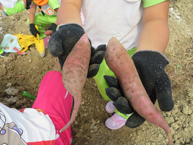 お芋堀り遠足6