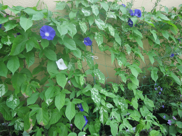 園庭のお手入れ1