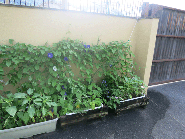 園庭のお手入れ2