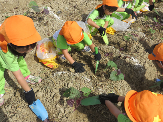 お芋堀り遠足5